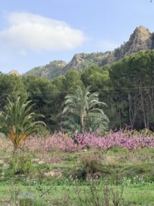 Wandelen in Cieza – tussen bloesem, bergen en herinneringen