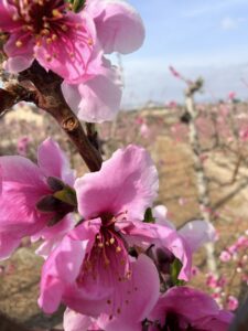 Wandelen in Cieza – tussen bloesem, bergen en herinneringen