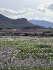 Wandelen in Cieza – tussen bloesem, bergen en herinneringen
