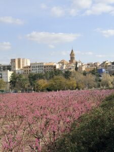 Wandelen in Cieza – tussen bloesem, bergen en herinneringen
